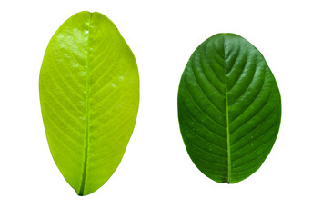 Fototapeta na wymiar Green leaves isolated set on white background, clipping path.