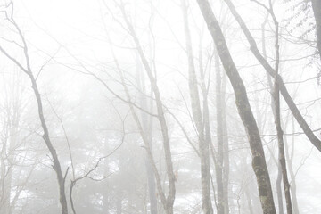 forest in fog