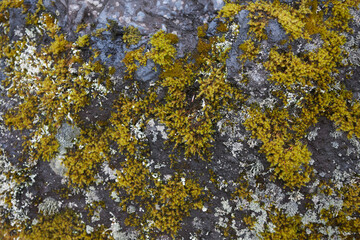 yellow lichen on a rock