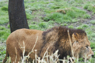 lion in the grass