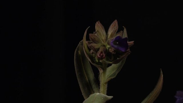 Purple wildflowers are open on a dark background, 4k, time lapse