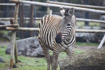 zebra in zoo