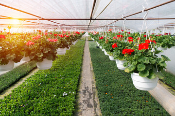 Industrial growth of pink roses in a Dutch greenhouse