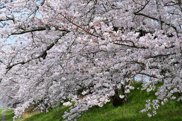 三重県伊勢市　宮川堤の桜
