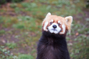 red panda in the forest