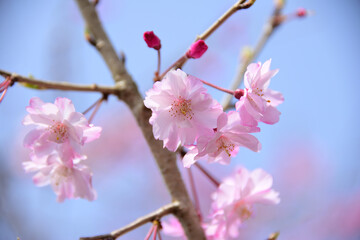 Fototapeta na wymiar 三重県伊勢市　宮川堤の桜　”花びらがピンクで綺麗”