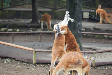 Kangaroo fight