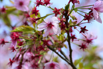 三重県伊勢市　宮川堤の桜　”花びらがピンクで綺麗”