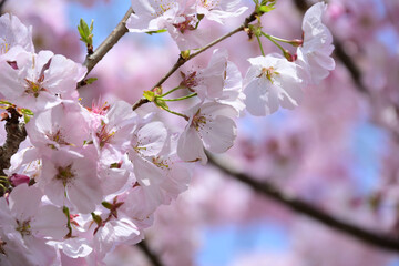 三重県伊勢市　宮川堤の桜　”花びらがピンクで綺麗”