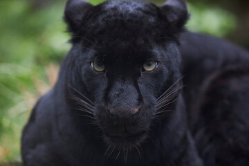 Black panther