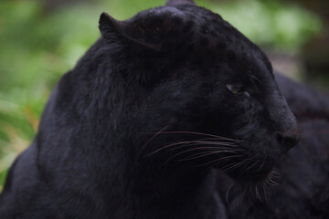 Black panther
