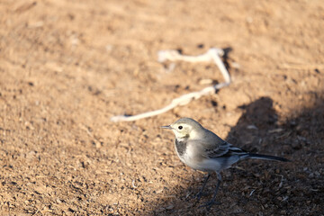 bird