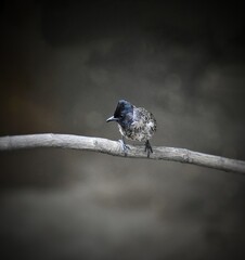 One of the most familiar birds in parks and gardens of india, the common blackbird.