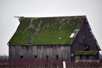 Fototapeta na wymiar An Old wooden barn with a mossy roof