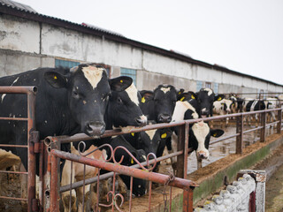 Cattle for meat production in farm