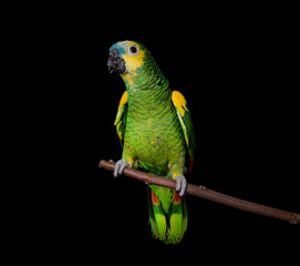 Turquoise-fronted amazon in studio