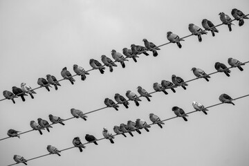 Black and white pigeons