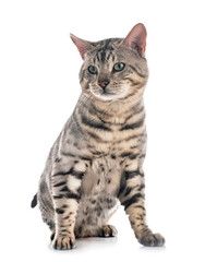 bengal cat in studio