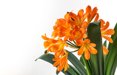 Clivia, a large orange flower on a white background. - Powered by Adobe