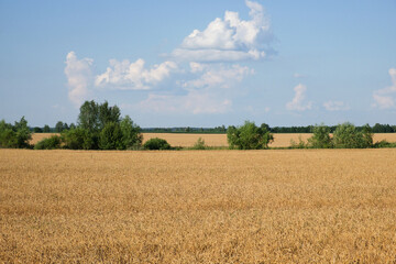 Fototapeta na wymiar Several trees amidst a vast field of ripe wheat in summer. Agricultural land before harvesting grain. Picturesque rural landscape. Fluffy white clouds against the blue sky.