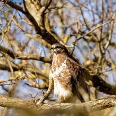 Buzzard in the forest. Sitting on a branch. Wildlife Bird of Prey, Buteo buteo. Detailed feathers in close up. Blue sky behind the trees. Wildlife scene from nature. square photo