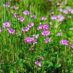 Flowers of Chinese milk vetch (Astragalus sinicus) in Japan in spring