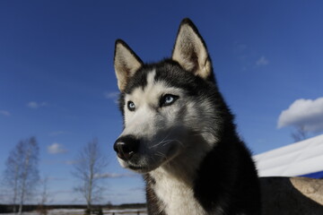Husky dog enjoying the snow during cold winter