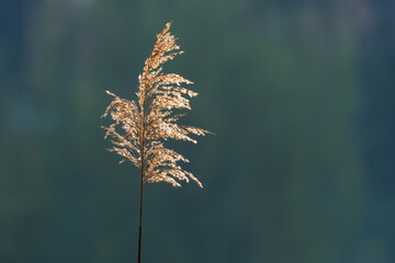 Obraz premium A Dry Plant Standing by the Lake is Warmed by the Early Spring Sun