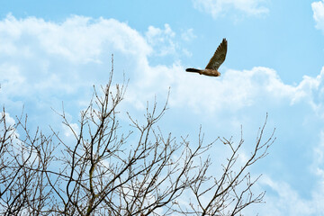 Eurasian Kestrel, Falco tinnunculus, flying above a tree. Colorful sky background. Blue and white clouds