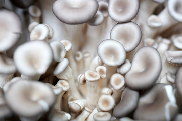 Fresh shiitake mushroom isolated,Dried mushrooms on white background