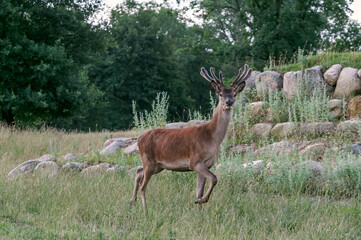 Naklejka na ściany i meble The Red Deer (Cervus elaphus) in Poland
