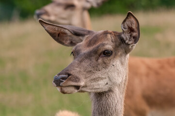 Fototapeta premium The Red Deer (Cervus elaphus) in Poland