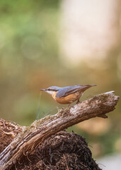 Nuthatches on the tree. Nuthatches on the branch