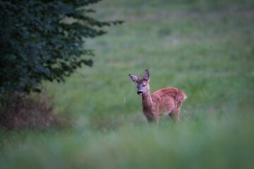 Deer on the green field. Deer in the grass. Capreolus capreolus. Deer in the forest