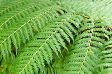 Nature green leaves on the surface of the park