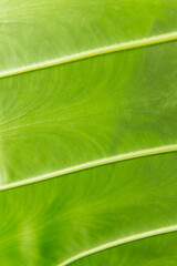 Nature green leaves on soft blur style texture background