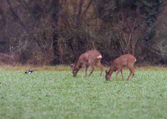 Deer on the green field. Deer in the grass. Capreolus capreolus. Deer in the forest