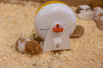 Gatsby mice are playing with a spinning plate.