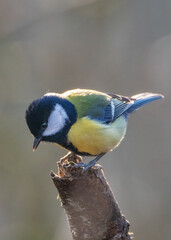 Tit on branch. Close-up of great tit. Parus major - birds-spring. 