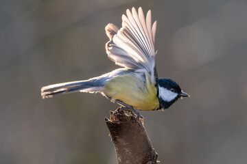 Tit on branch. Close-up of great tit. Parus major - birds-spring. 