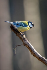 Tit on branch. Close-up of great tit. Parus major - birds-spring. 