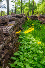 Summer flowers by a stone wall