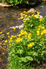 Marsh marigold flowering at beach a creek