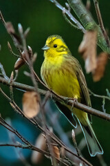 Yellowhammer Emberiza citrinella - portrait, closeup. Yellow bird
