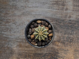 Obraz na płótnie Canvas Top view of a Gymnocalycium mihanovichii LB2178 'Agua Dulce' Cactus or G. friedrichii LB2178 'Agua Dulce' Cactus (10 ribs) with copy space on wood background.