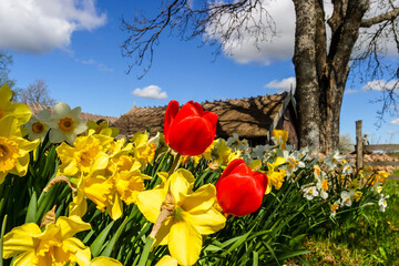 Daffodil and tulip flowers in a garden a sunny spring day