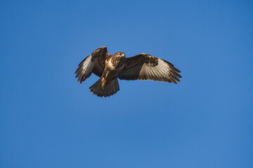 Bald eagle in flight. Eagle in flight