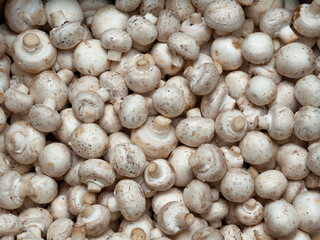 Background of many white and brown mushrooms. The texture of greenhouse vegetables in the window of the market, store. Top view, close-up, food wallpaper. Harvest concept