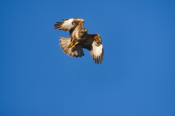 Bald eagle in flight. Eagle in flight