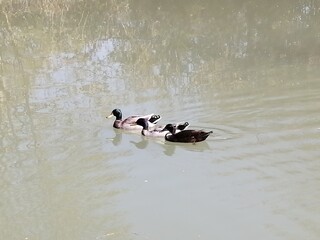 ducks in the lake